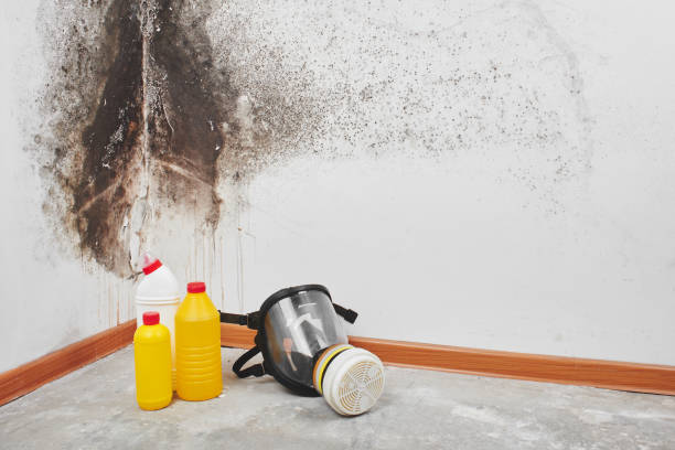 Best Mold Removal Company Near Me  in Wailua Homesteads, HI
