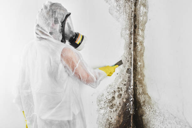 Best Attic Mold Removal  in Wailua Homesteads, HI