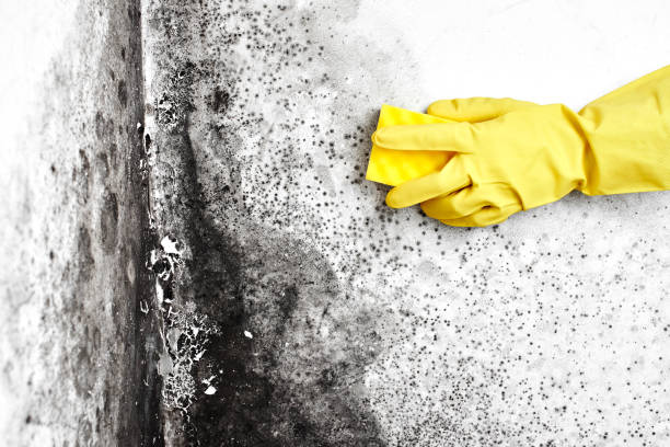 Best Attic Mold Removal  in Wailua Homesteads, HI