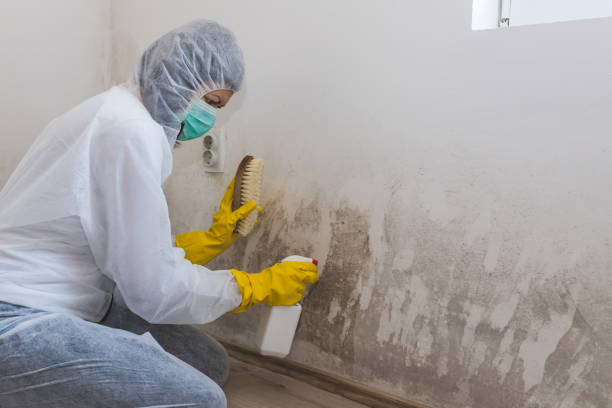 Attic Mold Removal in Wailua Homesteads, HI