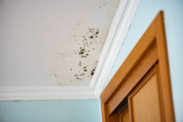 Best Fast Mold Removal  in Wailua Homesteads, HI
