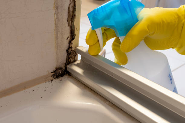 Best Professional Mold Removal  in Wailua Homesteads, HI