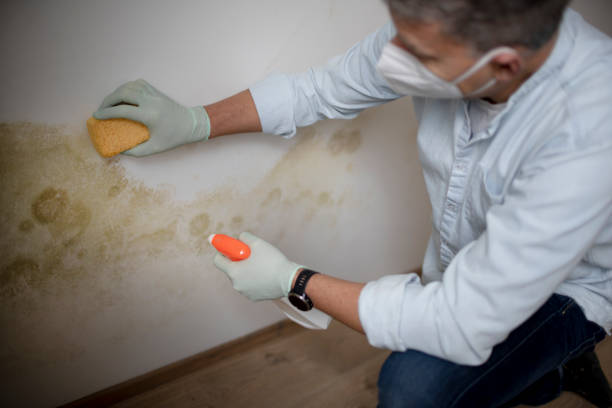 Best Mold Remediation  in Wailua Homesteads, HI
