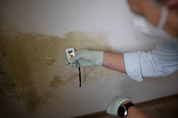 Best Toxic Mold Removal  in Wailua Homesteads, HI