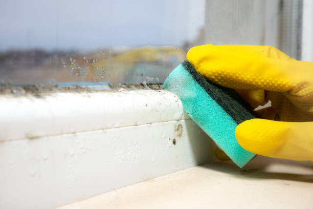 Best Emergency Mold Removal  in Wailua Homesteads, HI