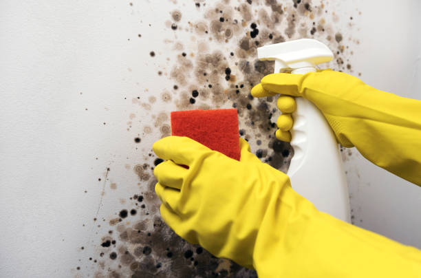 Best Mold Damage Repair  in Wailua Homesteads, HI