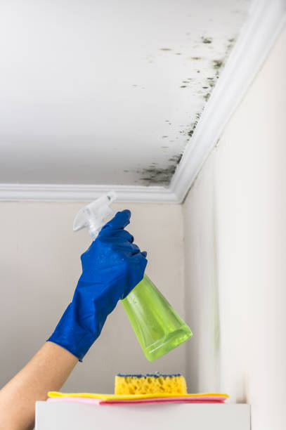 Best Crawl Space Mold Removal  in Wailua Homesteads, HI